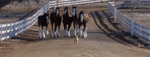 Clydesdales E - Clean Power Marketing