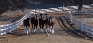 Clydesdales E - Clean Power Marketing