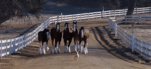 What Solar Companies Can Learn about Branding from a SuperBowl Puppy