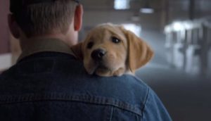 Pup - Clean Power Marketing