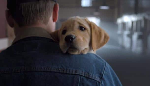 Pup - Clean Power Marketing