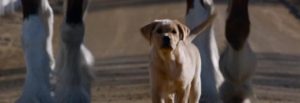 Puppyphoto E - Clean Power Marketing